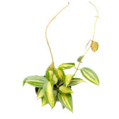 Hoya latifolia 'Pot of Gold' potted houseplant in nursery pot on white background, product photo 10.