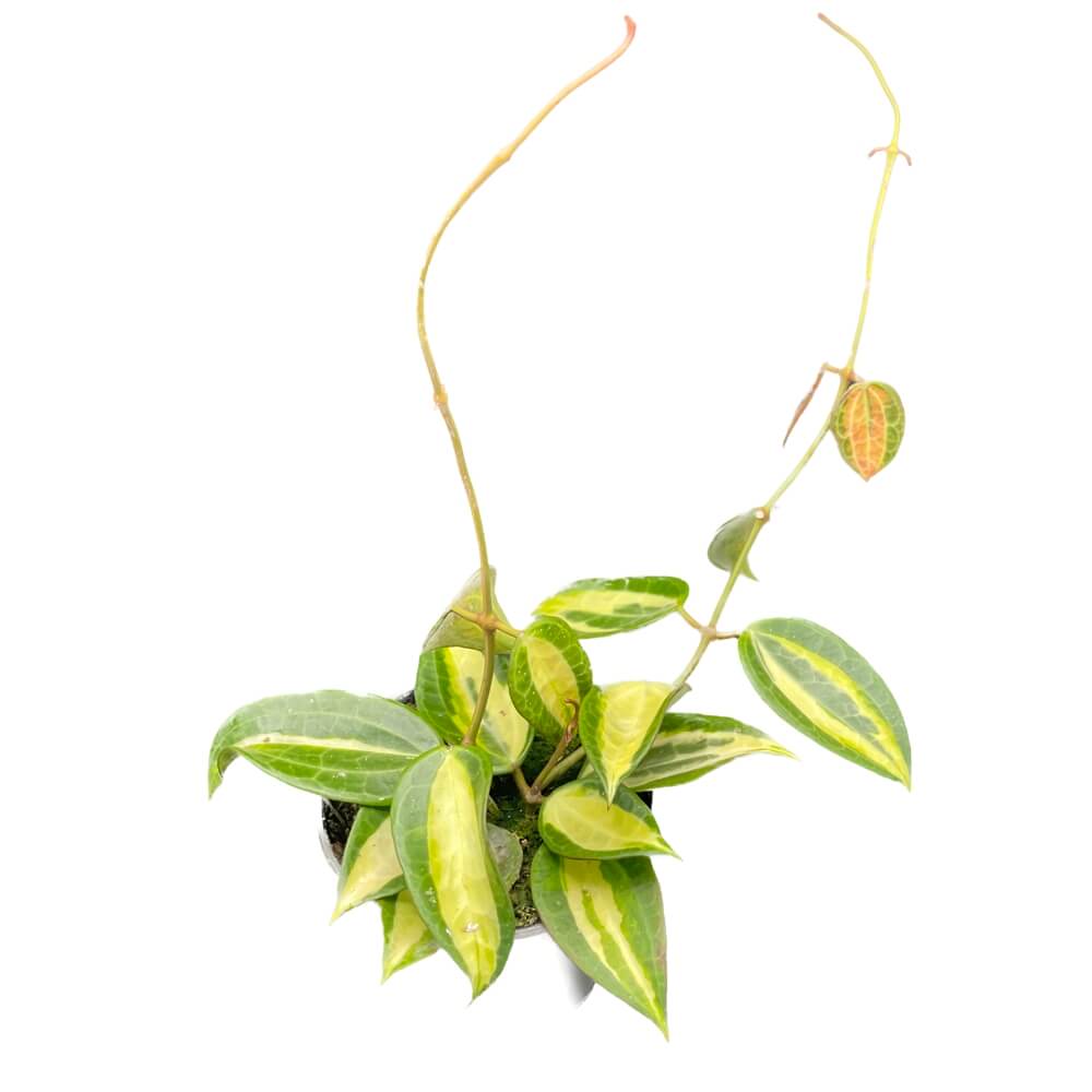 Hoya latifolia 'Pot of Gold' potted houseplant in nursery pot on white background, product photo 10.