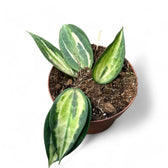 Hoya latifolia 'Pot of Gold' potted houseplant in nursery pot on white background, product photo 11.