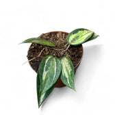 Hoya latifolia 'Pot of Gold' potted houseplant in nursery pot on white background, product photo 12.