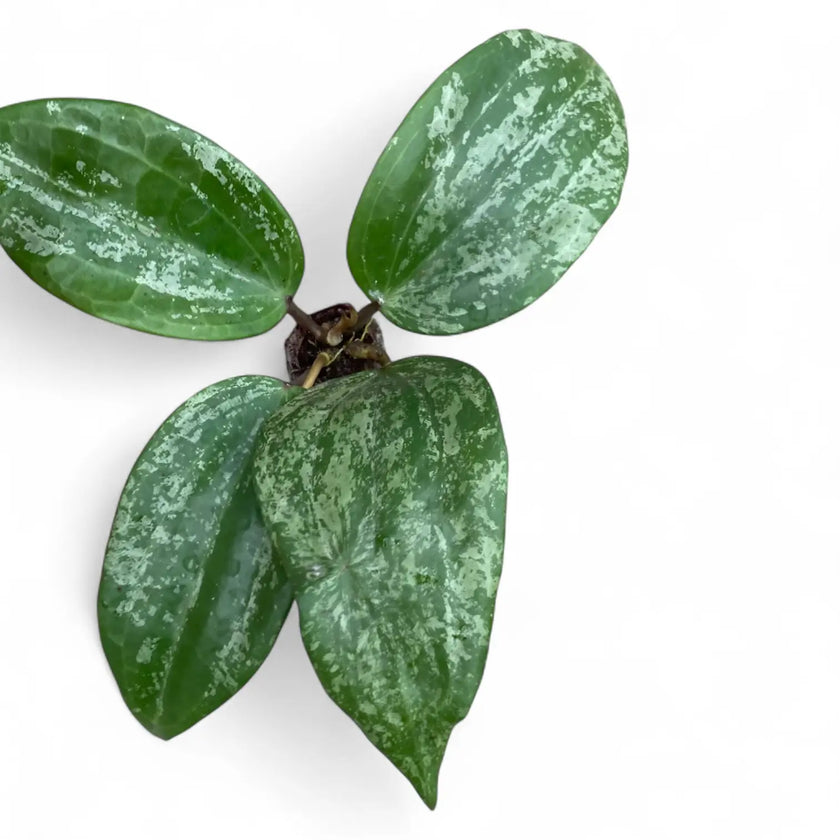 Hoya latifolia 'Silver' potted houseplant in nursery pot on white background, product photo 2.