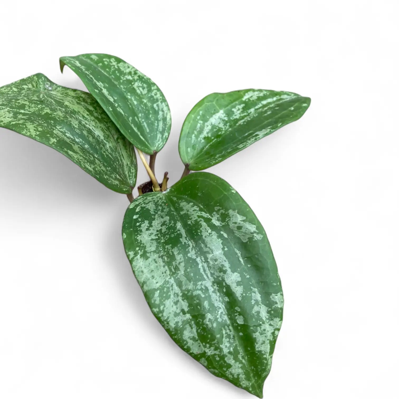 Hoya latifolia 'Silver' Zimmerpflanze im Anzuchttopf vor weißem Hintergrund, Produktfoto 4.