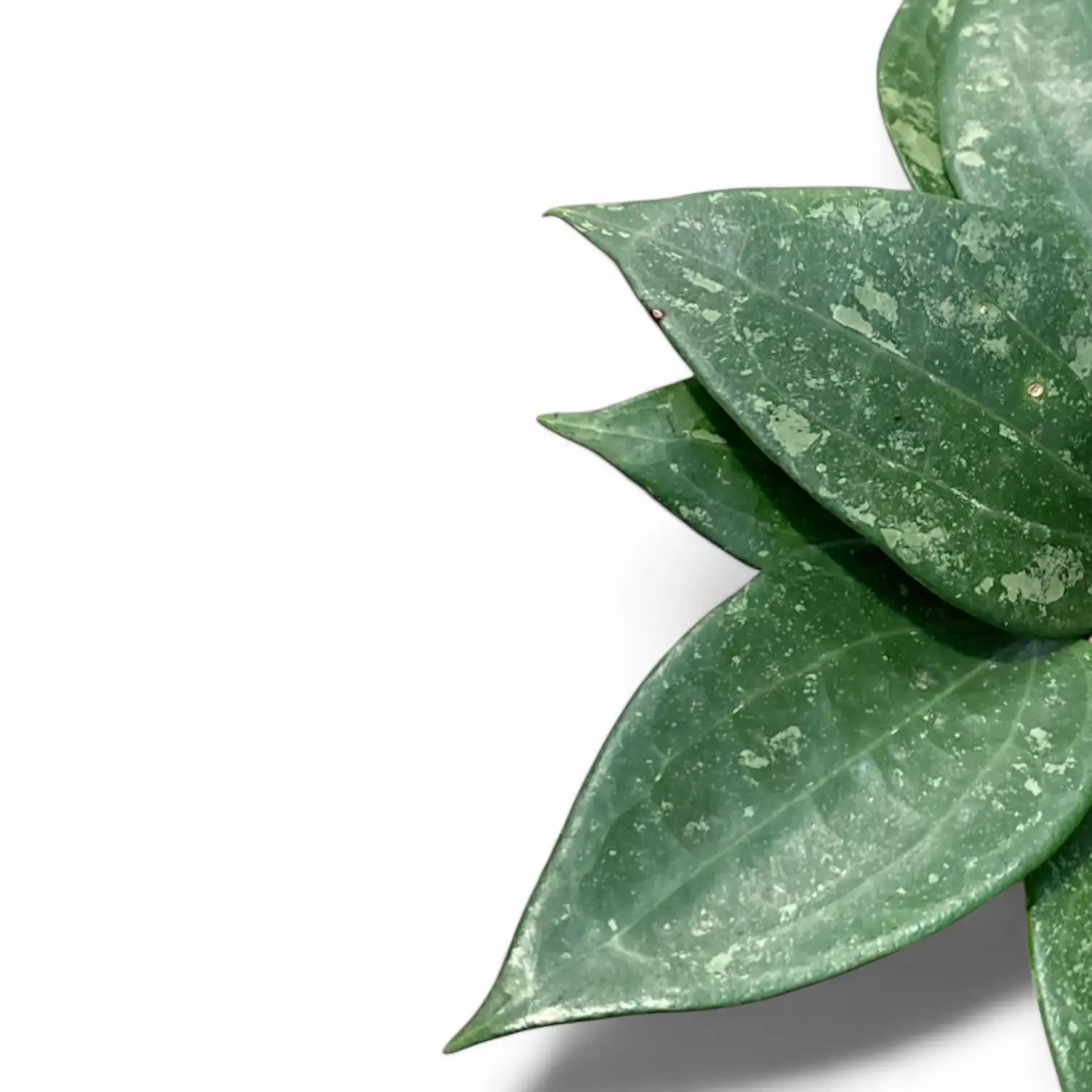 Hoya latifolia 'Splash' leaf close-up on white background.