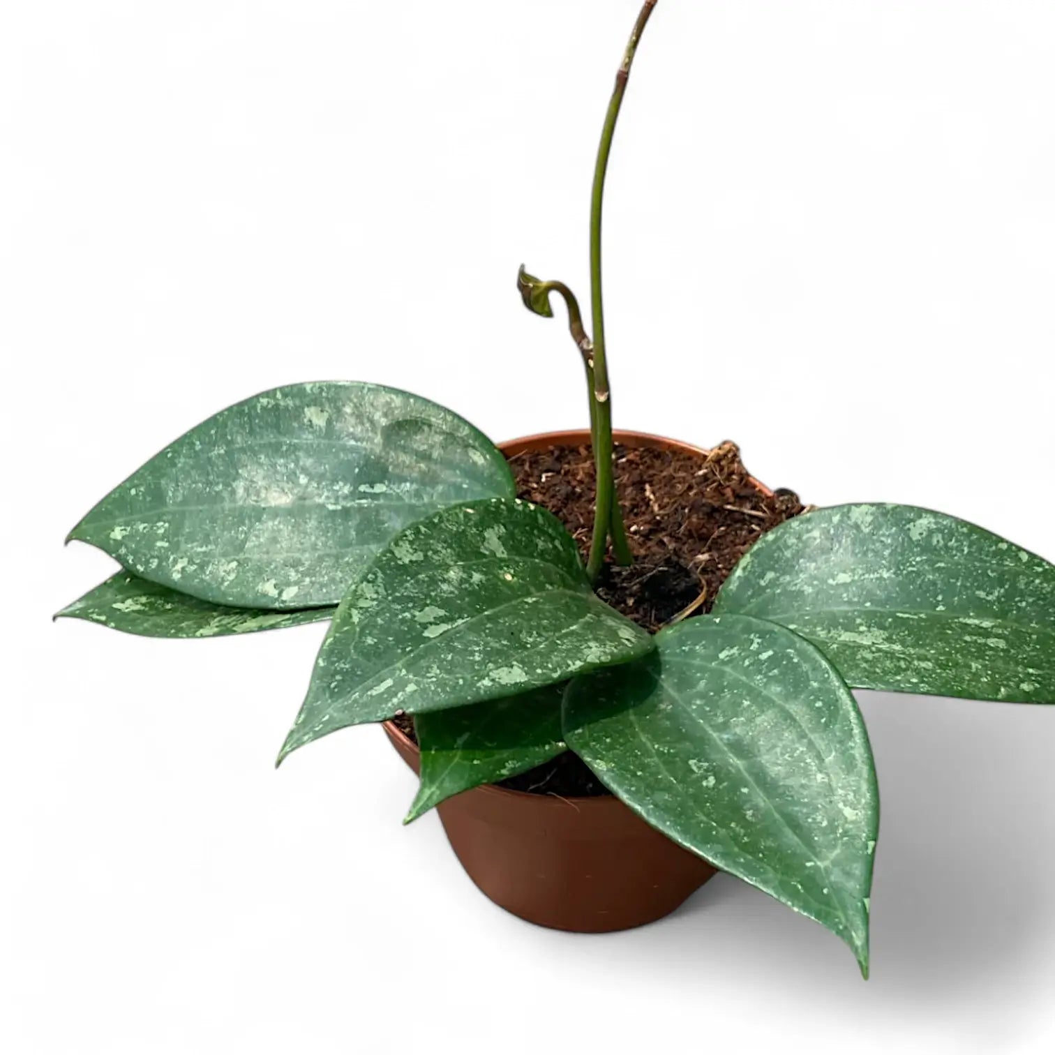Hoya latifolia 'Splash' potted houseplant in nursery pot on white background, product photo 2.