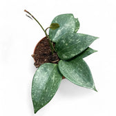 Hoya latifolia 'Splash' potted houseplant in nursery pot on white background, product photo 3.