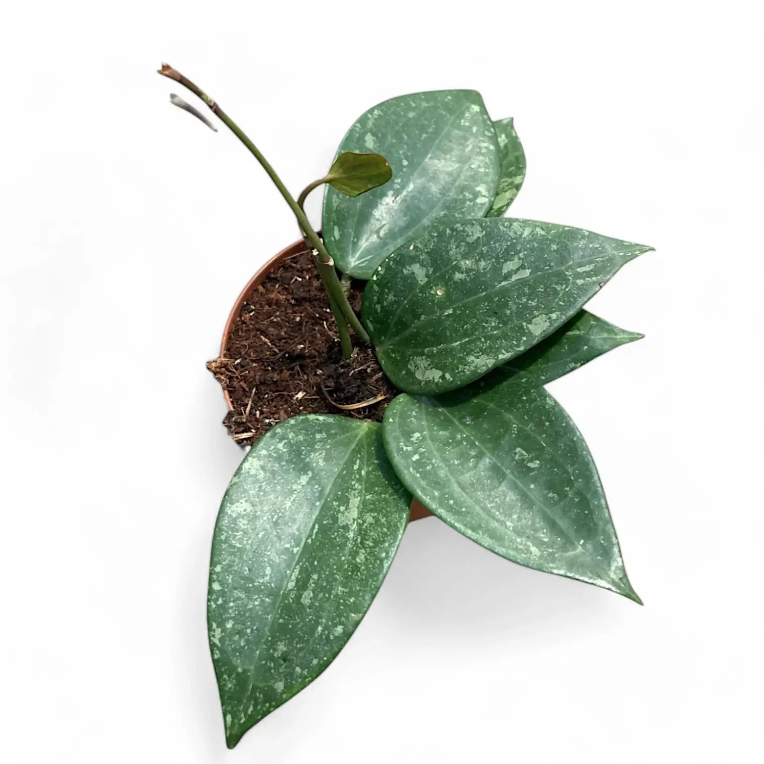 Hoya latifolia 'Splash' potted houseplant in nursery pot on white background, product photo 3.