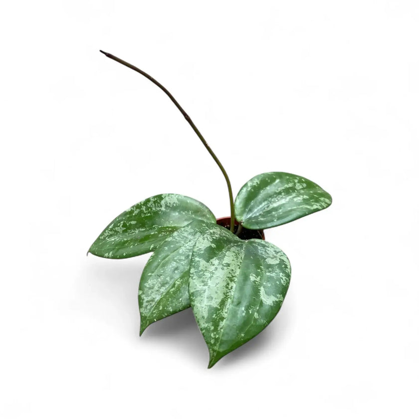 Hoya latifolia sp. Indonesia 'Silver Splash' potted houseplant in nursery pot on white background, product photo 2.