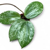 Hoya latifolia sp. Indonesia 'Silver Splash' potted houseplant in nursery pot on white background, product photo 3.