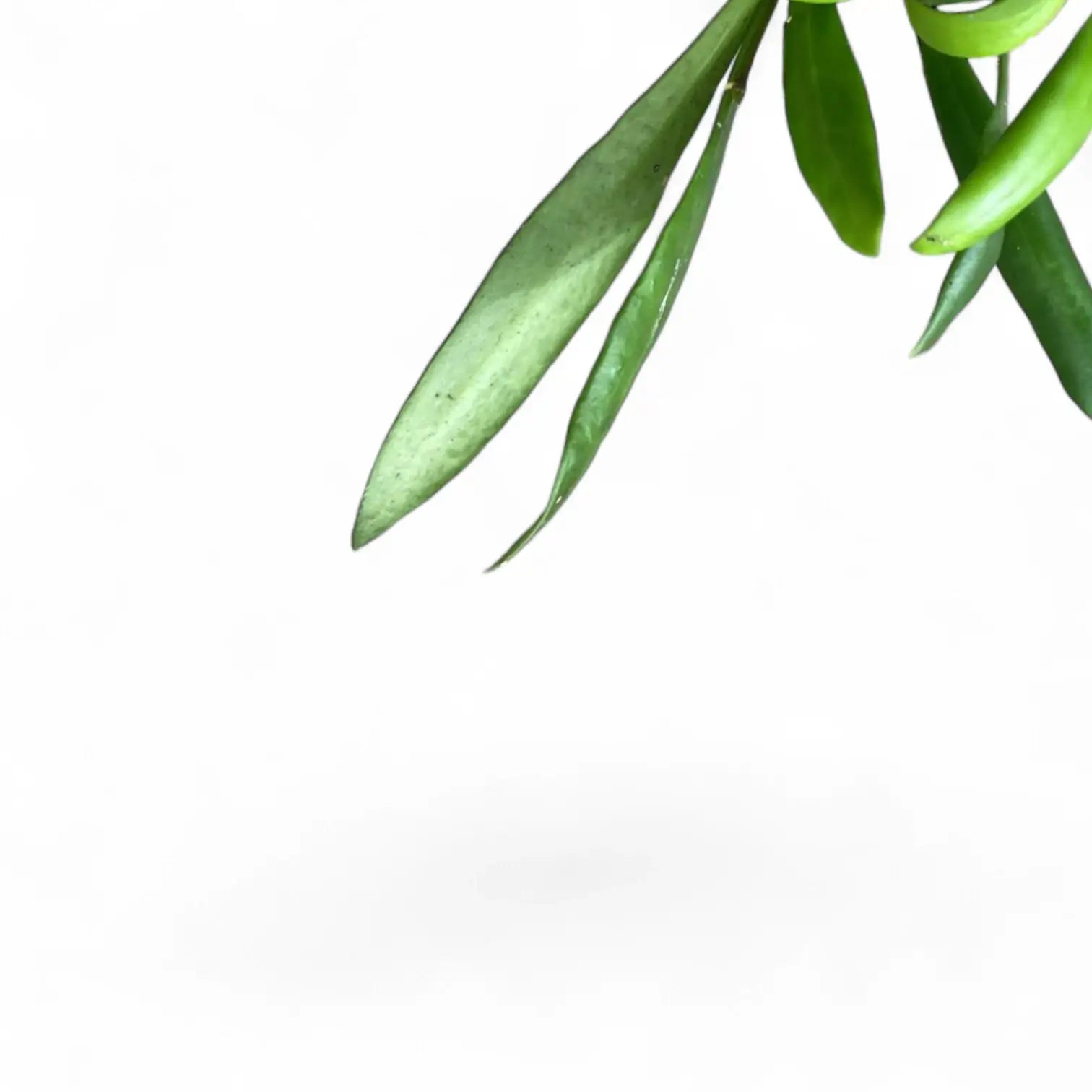 Hoya loheri – Blattdetail vor weißem Hintergrund..