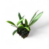 Hoya loheri Zimmerpflanze im Anzuchttopf vor weißem Hintergrund, Produktfoto 5.