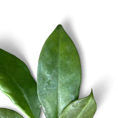 Hoya maingayi – Blattdetail vor weißem Hintergrund..