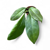 Hoya maingayi Zimmerpflanze im Anzuchttopf vor weißem Hintergrund, Produktfoto 3.