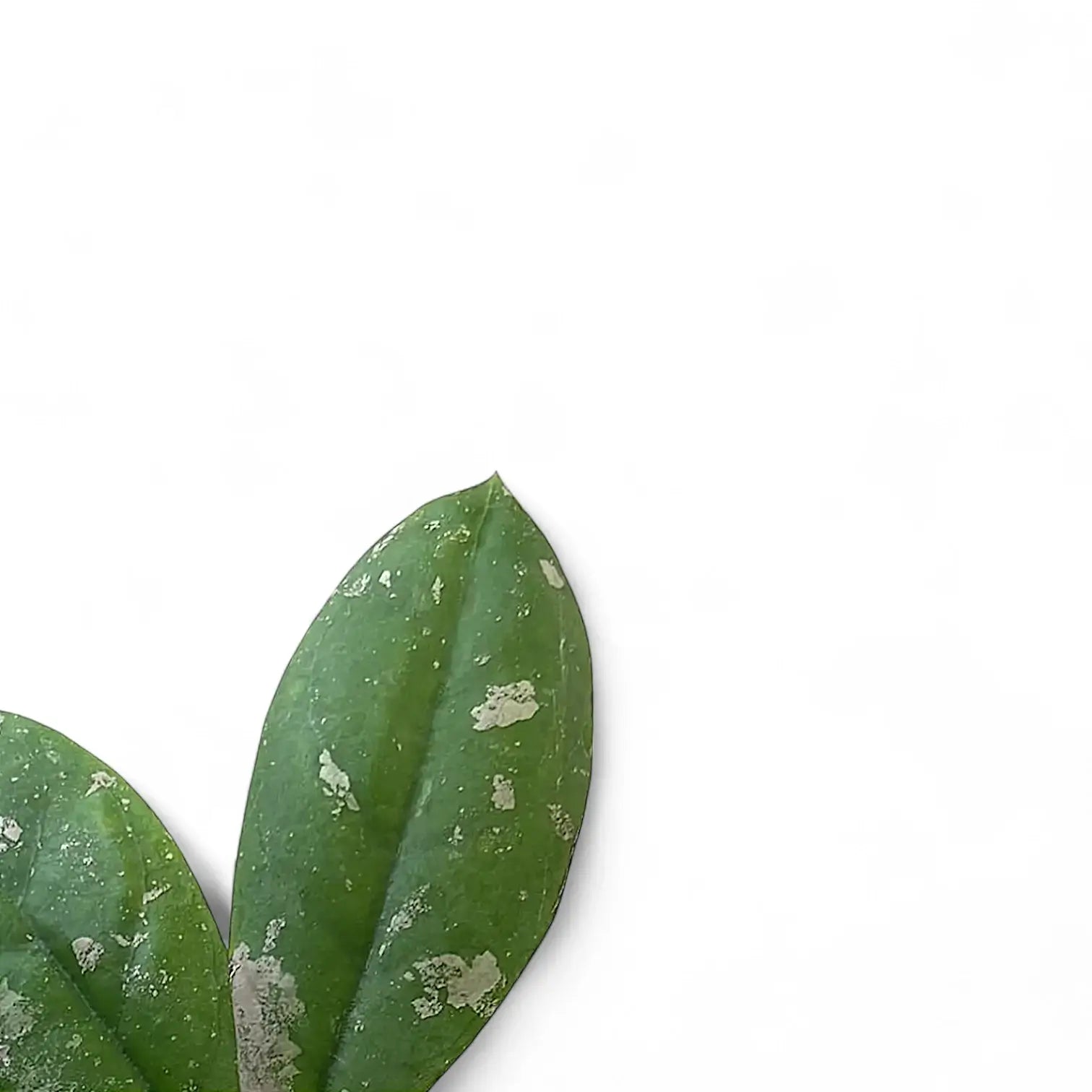 Hoya mitrata leaf close-up on white background.