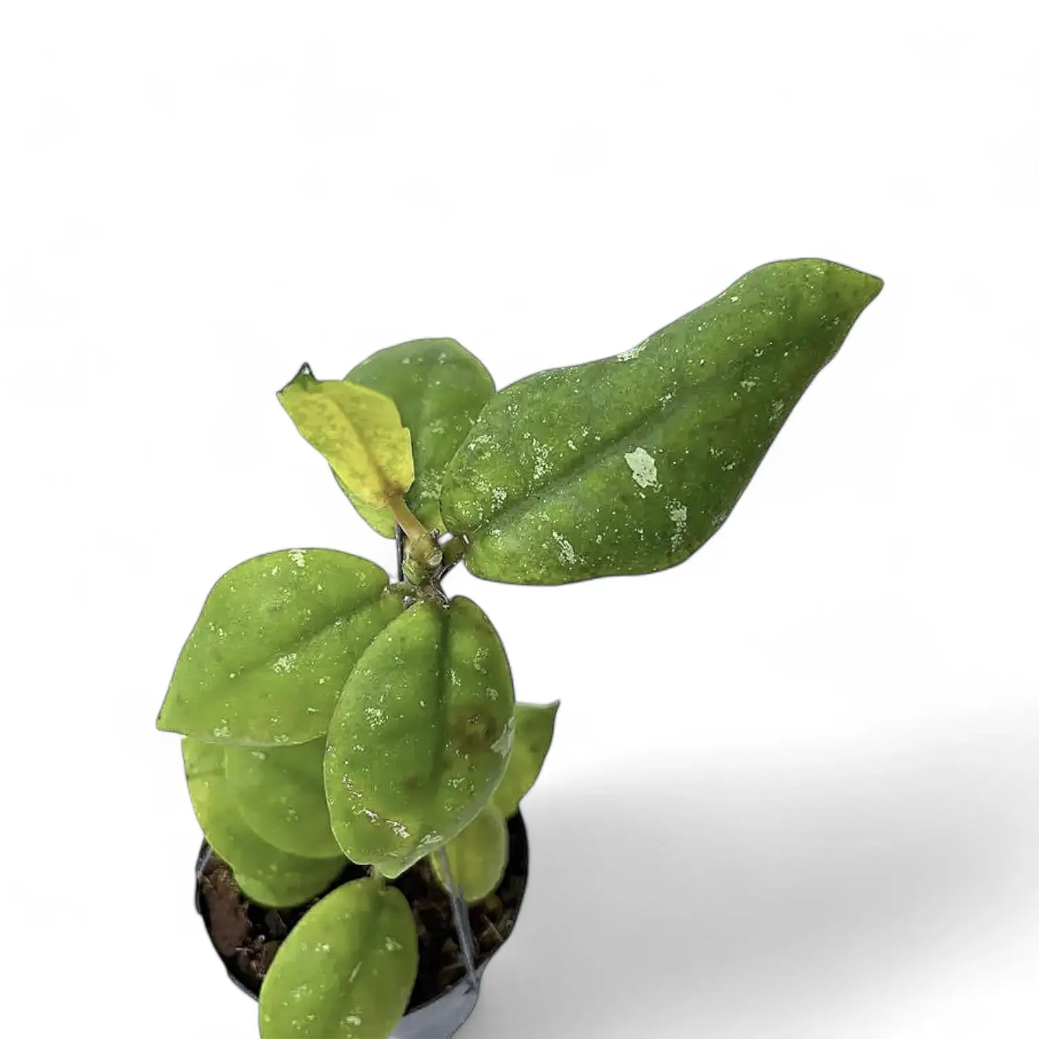 Hoya mitrata potted houseplant in nursery pot on white background, product photo 2.