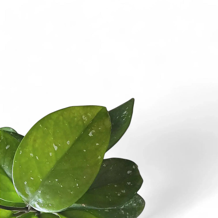 Hoya motoskei leaf close-up on white background.