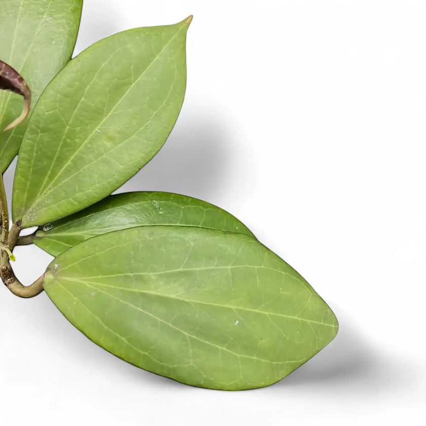 Hoya nicholsoniae leaf close-up on white background.