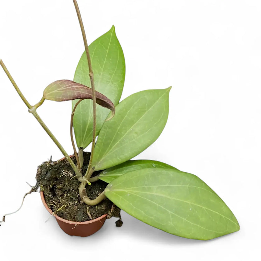 Hoya nicholsoniae potted houseplant in nursery pot on white background, product photo 2.