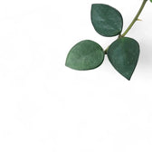 Hoya nummularioides leaf close-up on white background.
