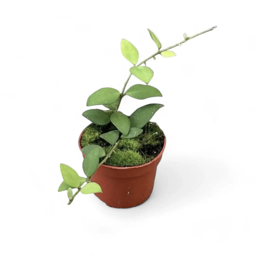 Hoya nummularioides potted houseplant in nursery pot on white background, product photo 2.