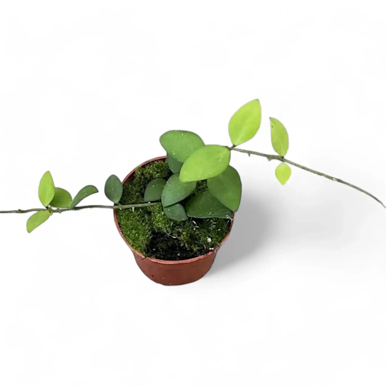 Hoya nummularioides potted houseplant in nursery pot on white background, product photo 3.
