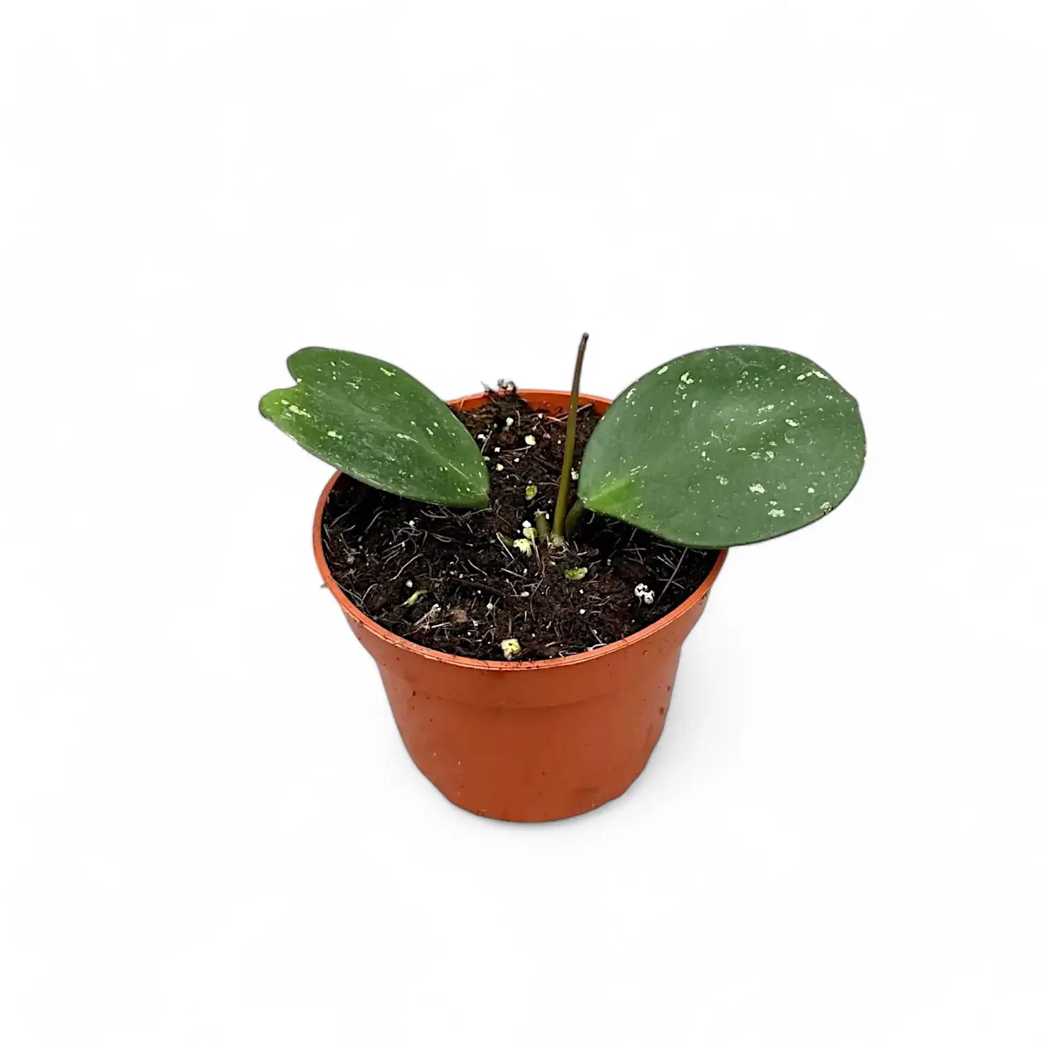 Hoya obovata potted houseplant in nursery pot on white background, product photo 3.