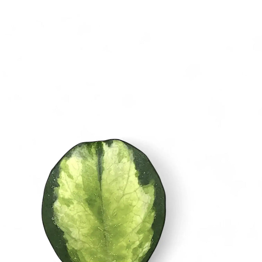 Hoya obovata variegata leaf close-up on white background.