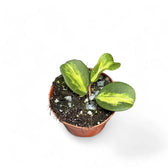 Hoya obovata variegata Zimmerpflanze im Anzuchttopf vor weißem Hintergrund, Produktfoto 2.