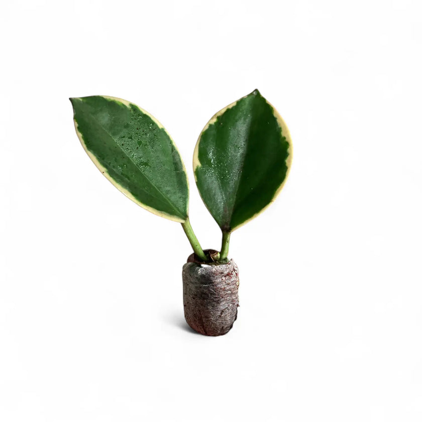 Hoya pachyclada 'New Moon' potted houseplant in nursery pot on white background, product photo 2.