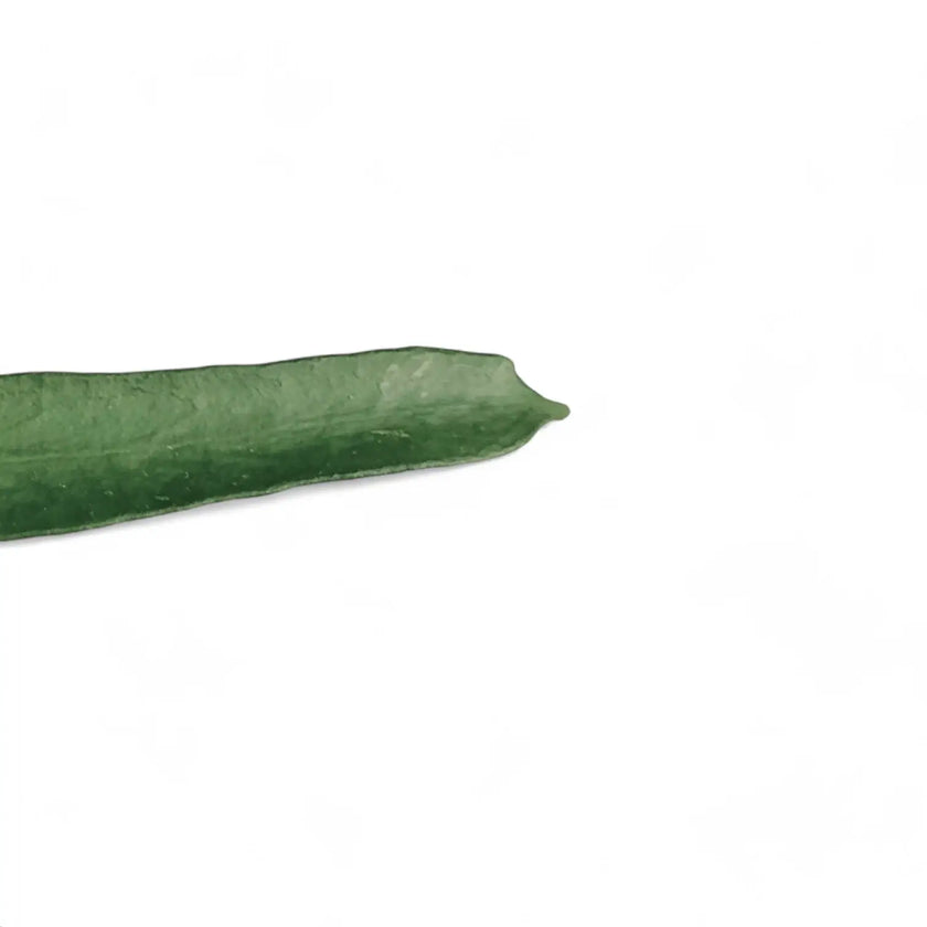 Hoya pandurata leaf close-up on white background.