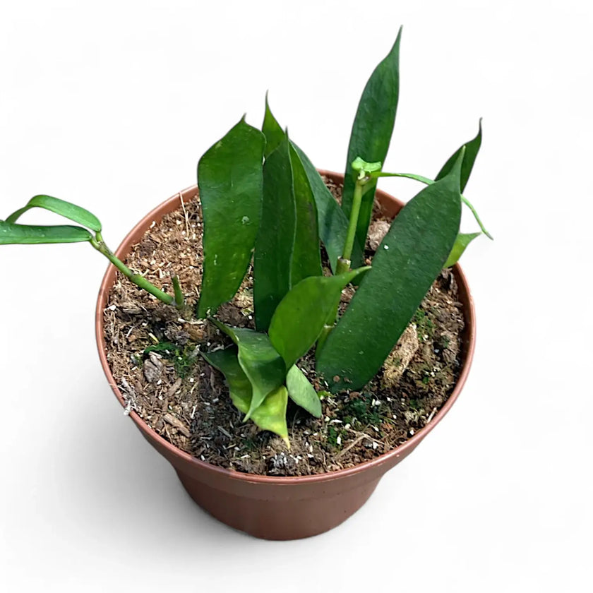 Hoya pandurata potted houseplant in nursery pot on white background, product photo 2.