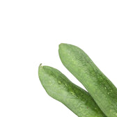 Hoya pandurata sp. Vietnam leaf close-up on white background.