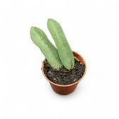 Hoya pandurata sp. Vietnam potted houseplant in nursery pot on white background, product photo 2.