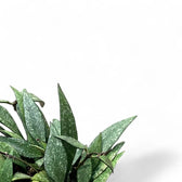 Hoya parviflora 'Splash' leaf close-up on white background.