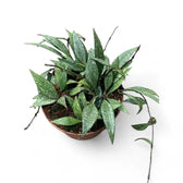 Hoya parviflora 'Splash' potted houseplant in nursery pot on white background, product photo 3.