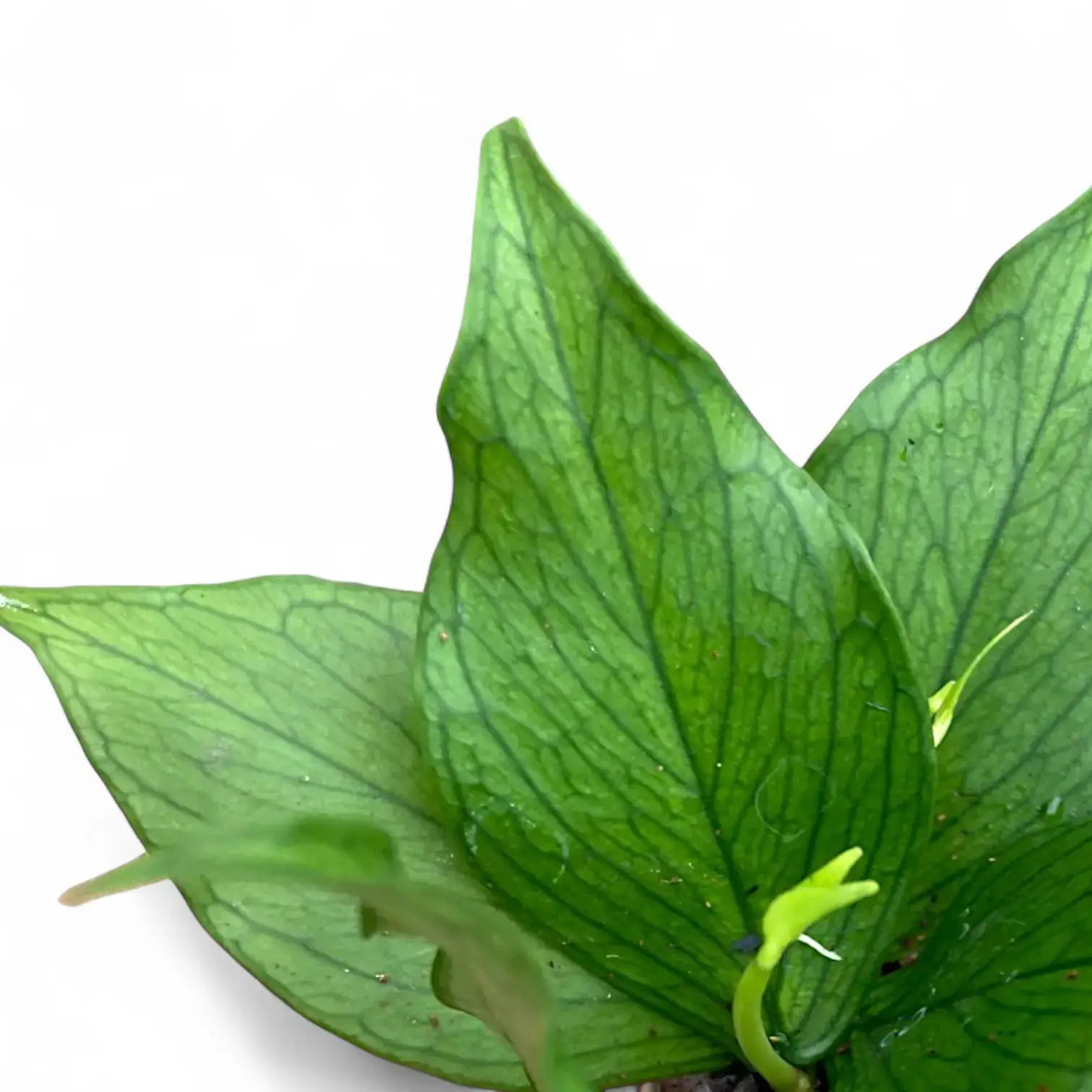 Hoya polyneura leaf close-up on white background.