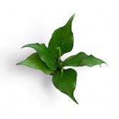 Hoya polyneura potted houseplant in nursery pot on white background, product photo 2.