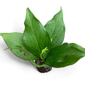 Hoya polyneura potted houseplant in nursery pot on white background, product photo 4.