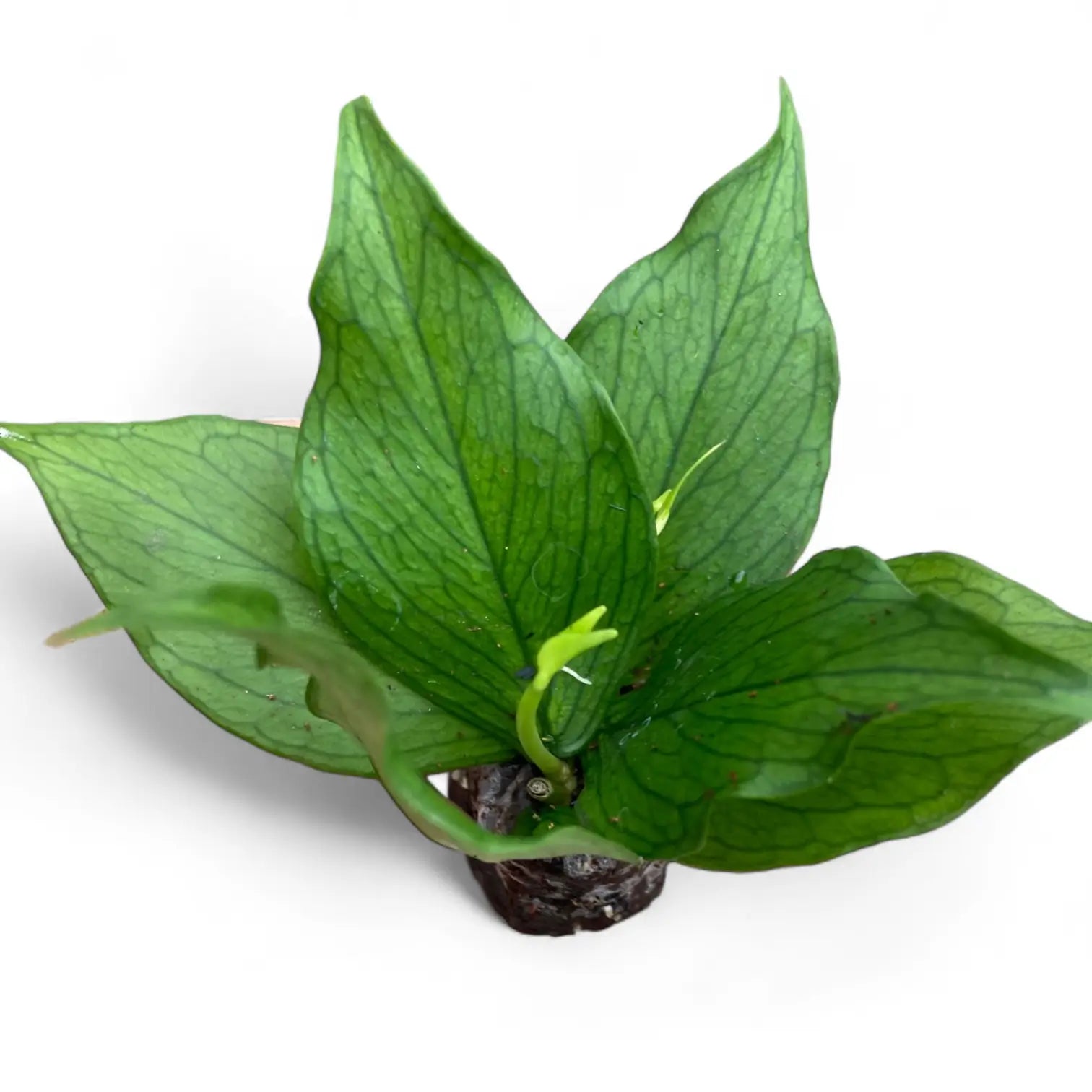 Hoya polyneura potted houseplant in nursery pot on white background, product photo 4.