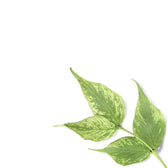 Hoya polyneura 'Splash' leaf close-up on white background.