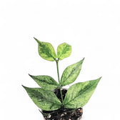 Hoya polyneura 'Splash' potted houseplant in nursery pot on white background, product photo 2.