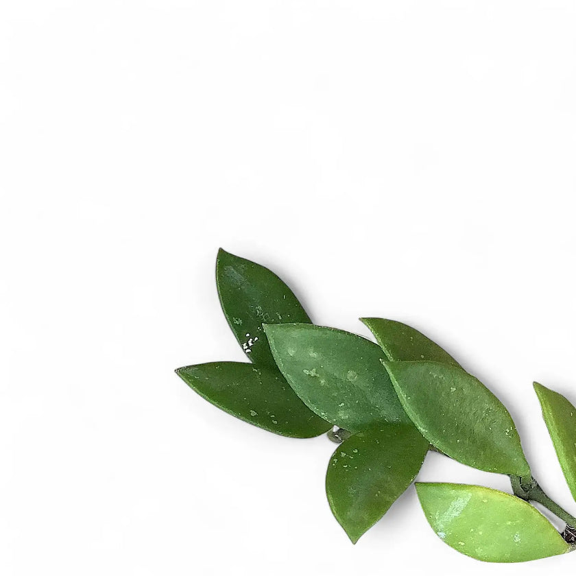 Hoya pubera (syn. Hoya picta) leaf close-up on white background.