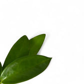 Hoya pubicalyx 'Black Dragon' leaf close-up on white background.
