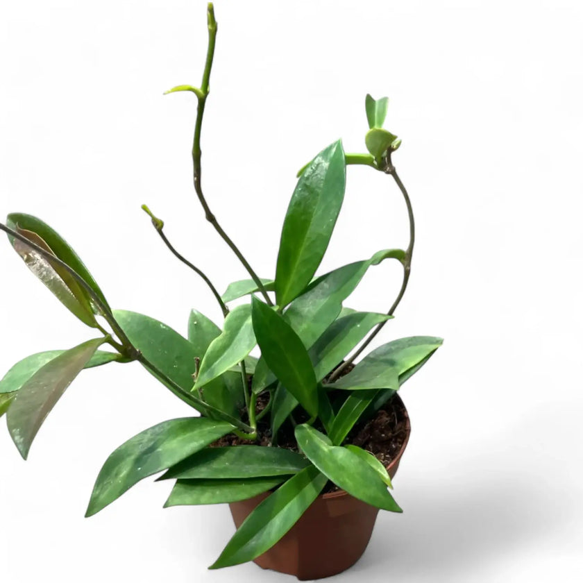 Hoya pubicalyx 'Black Dragon' potted houseplant in nursery pot on white background, product photo 2.