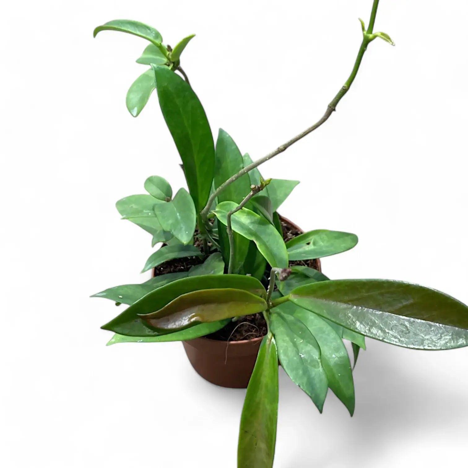 Hoya pubicalyx 'Black Dragon' potted houseplant in nursery pot on white background, product photo 3.