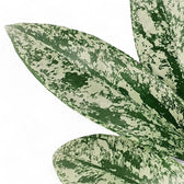 Hoya pubicalyx 'Silver Splash' ('Silver Spot') – Blattdetail vor weißem Hintergrund..