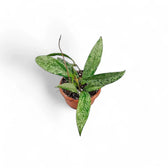 Hoya pubicalyx 'Silver Splash' ('Silver Spot') Zimmerpflanze im Anzuchttopf vor weißem Hintergrund, Produktfoto 2.