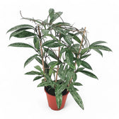 Hoya pubicalyx 'Silver Splash' ('Silver Spot') Zimmerpflanze im Anzuchttopf vor weißem Hintergrund, Produktfoto 3.