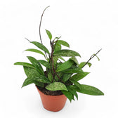 Hoya pubicalyx 'Speckled' potted houseplant in nursery pot on white background, product photo 2.