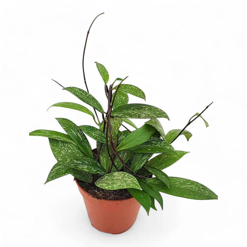 Hoya pubicalyx 'Speckled' potted houseplant in nursery pot on white background, product photo 2.