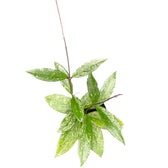 Hoya pubicalyx 'Speckled' potted houseplant in nursery pot on white background, product photo 4.